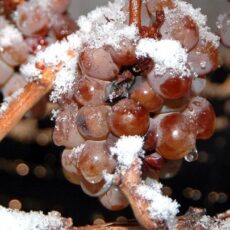 Eiswein Trauben