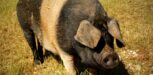 Freilandschwein