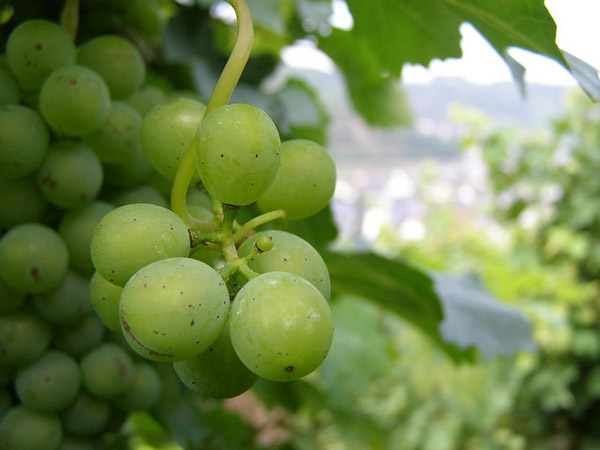 Grüne Weintrauben an einer Rebe