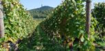 Kaiserstuhl-Weinreben1