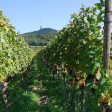 Kaiserstuhl-Weinreben1
