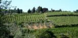 Montalcino Italien