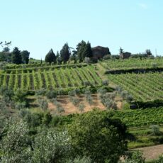 Montalcino Italien