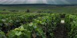 vignes ciel