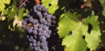 Rebsorte Rotwein