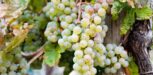 Riesling Reben