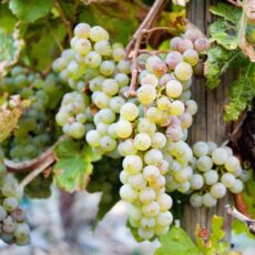 Riesling Reben