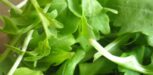Ruccola Salat