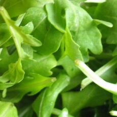Ruccola Salat