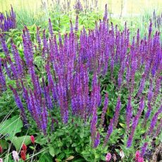 Kräuter in der Gourmetküche