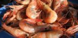 Shrimps