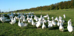Gänse auf der Wiese