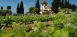 Weinanbaugebiet in Spanien