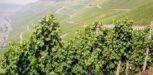 Weinberg in der Pfalz