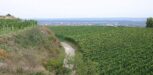 Weingut