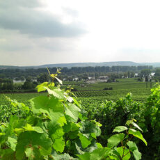 Weingut-im-Rheingau
