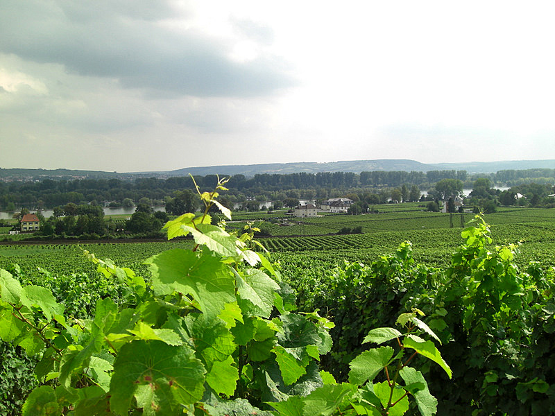 Weingut Im Rheingau