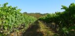Weingut1