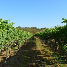 Weingut1