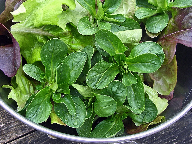Frische Salate