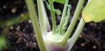 Frischer Kohlrabi