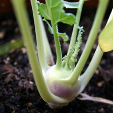 Frischer Kohlrabi