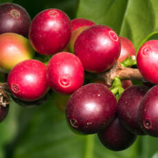 Rohe rote Kaffeebohnen