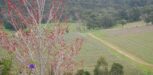 vineyard-debortoli-yarra-valley-winery
