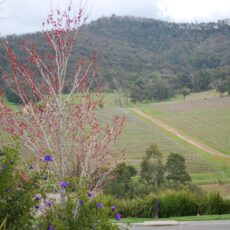 vineyard-debortoli-yarra-valley-winery