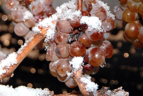 Eiswein aus Erntejahrgang 2011 Eiswein Trauben