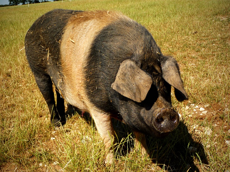 „Meine kleine Farm“ – bewusster Fleischkonsum Freilandschwein