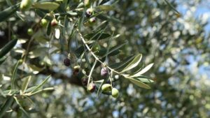 Französische Oliven