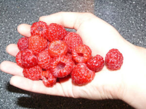 Hand voll Himbeeren