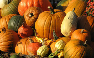 Bunte Herbst-Kürbisse Kürbisse