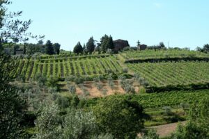 Montalcino Italien