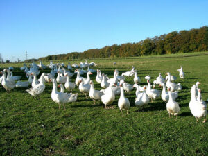 Gänse auf der Wiese