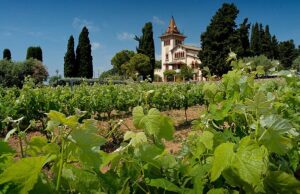 Weinanbaugebiet in Spanien
