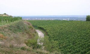 Weingut