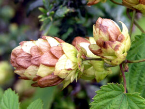 blühender Hopfen