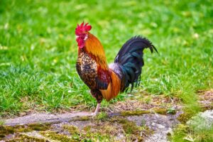 Farbenfroher Hahn auf einer grünen Wiese