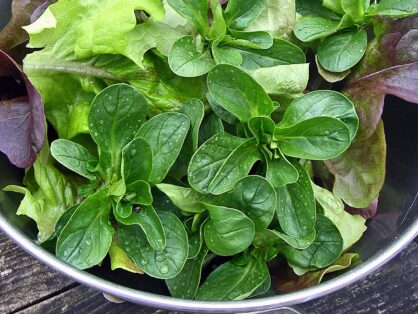 Capicollo-Röllchen auf Feldsalat